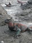 Galapagos (Mar 2009) - Day 06 - 554
